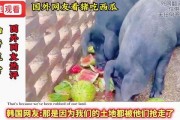 西瓜视频吃瓜猪娱乐,西瓜视频热门搞笑内容盘点